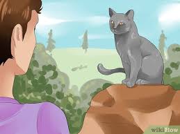 Rollige katze hierauf kommts an purina one. Herausfinden Ob Eine Katze Rollig Ist 11 Schritte Mit Bildern Wikihow