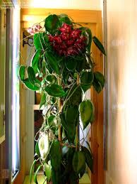 This hoya plant will be shipped in 3.5″ pot. Plantfiles Pictures Hoya Species Wax Plant Porcelain Flower Hoya Macgillivrayi By Hoya 24