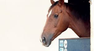 Caballus « mauvais cheval » (mot gaul.), qui a supplanté le class. Investir Dans Un Cheval De Course Pari Ose Le Revenu