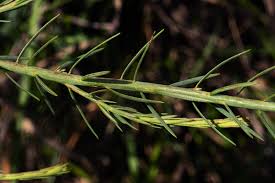 Image result for Gnidia chrysantha