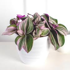 It looks like a tradescantia, but i'm just not sure about the 'red hill' part. Costa Farms 6 In Tradescantia Nonuuk Plant In Scheurich Pot 1 40qptranonac The Home Depot