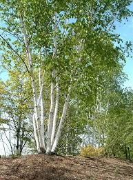 Birch Trees In Florida Betula Papyrifera Paper Or Canoe Birch Tree In 3l Pot Grown Peat Free 4ft Ebay White Birch Trees Birch Trees Landscaping Landscape Trees