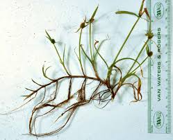 Image result for Kyllinga squamulata