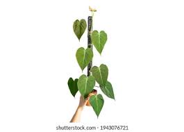 Image result for Teramnus micans