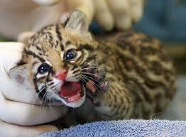Miracle Kitten Born At The Beardsley Zoo Zooborns