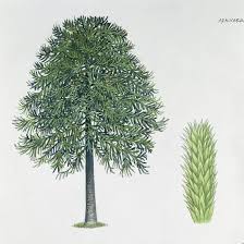 Image result for Araucariaceae