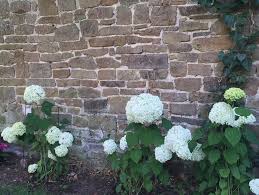 Für das richtige zurückschneiden von hortensien ( hydrangea ) muss man zunächst wissen, welche. Hortensien Richtig Schneiden Zwei Unterschiedliche Gruppen