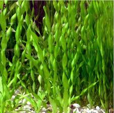 Image result for Vallisneria