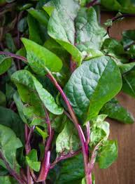 Image result for Basellaceae