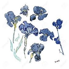 Check spelling or type a new query. Set Hand Drawn Irises Flowers On A White Background Vector Illustration Pattern Based On The Oil Painting Of Van Gogh All Object In Isolated Royalty Free Cliparts Vectors And Stock Illustration Image