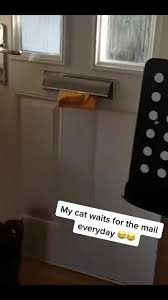 Good Boy Video In 2020 Funny Cute Cats Cute Funny Animals Cute Animals