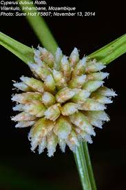 Image result for Cyperus dubius