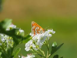 Image result for Melitaea cinxia