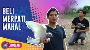 Produsen kandang burung dara/merpati | jakarta pusat | jualo. Beli Burung Merpati Mahal Lucky Hakim Alami Insiden Tak Terduga Cumicam Youtube