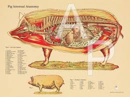 Pig Internal Anatomy Poster Anatomy Animal Classification Animals Information