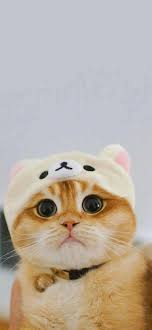 � semua tentang kucing � mau foto anabul mu di share disini ? Pin Oleh Anahi Bn Di Mis Gatitos Di 2021 Anak Kucing Gemas Wallpaper Kucing Anak Kucing