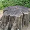 Tree services albany ga serves the whole surrounding in albany georgia and the encircling city. 1