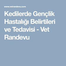 kedilerde genclik hastaligi belirtileri ve tedavisi vet randevu genclik kedi veterinerler