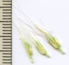 Image result for Cenchrus unisetus