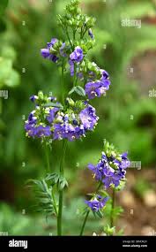 Image result for Haumaniastrum caeruleum