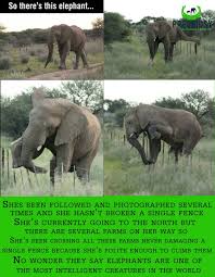 This Elephant Is Just Too Sweet Elephant Facts Cute Animals Funny Animals