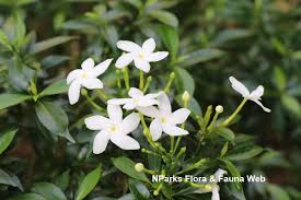 Image result for Tabernaemontana odoratissima