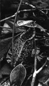 Image result for Pandanus chiliocarpus