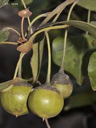 Image result for Thespesia populneoides