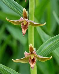 Image result for Iphigenia pauciflora