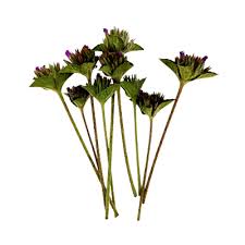 Image result for Elephantopus scaber