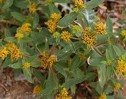 Image result for Flaveria bidentis