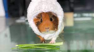 All orders are custom made and most ship worldwide within 24 hours. Pin On Funny And Cute Animals Videos