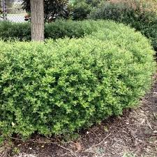 Image result for Murraya