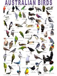 Australian Birds Poster Australian Birds Bird Poster