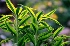 Image result for Pycnospora