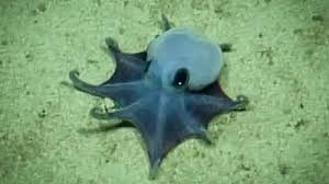 Meet Microeledone galapagensis: The Tiny Blue Galápagos Octopus