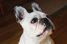 Food allergies in bulldogs and french bulldogs. Are French Bulldogs Hypoallergenic Canna Pet