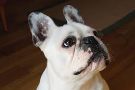 Therefore, french bulldogs are not hypoallergenic. Are French Bulldogs Hypoallergenic Canna Pet