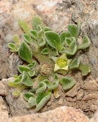 Image result for Aizoon virgatum