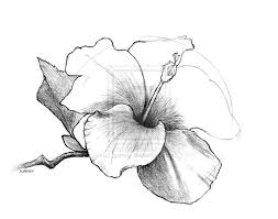 Drawing Hibiscus Flower By Jgarvey On Deviantart Flower Drawing Flower Sketches Hawaiian Flower Drawing By using different degrees of crosshatching, it is possible to create the illusion of different brightness values: