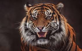 Download Wallpapers Sumatran Tiger Large Tiger Wild Cat Evil Tiger Dangerous Animals Tigers Big Fangs Rage Dangerous Animals Deadly Animals Animals