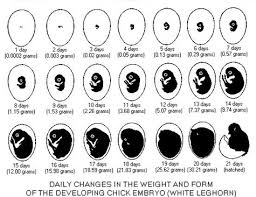 Chicken Egg Growth Chart Bedowntowndaytona Com