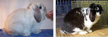 Mother is holland lop and father mini lop. Rabbit Genetics For The Dwarf Gene The Nature Trail