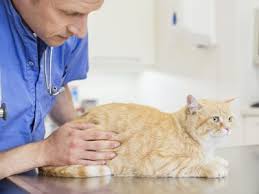 Cornstarch (3 ) all posts: How To Painlessly De Mat A Cat