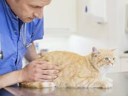 Once cat fur has truly matted there is little one can do except start over. How To Painlessly De Mat A Cat