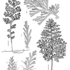 Image result for Polyphlebium