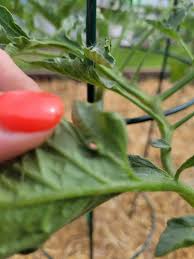 Image result for BLACKFLY ON TOMATO PLANTS
