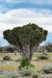 It is a smooth stemmed tree which proliferates on rocky hillsides all over the … Smelly Shepherd S Bush Travel Advice Namibia Travel