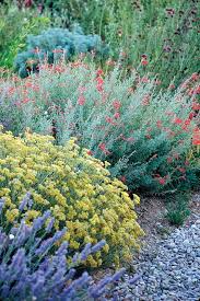 Pacific Horticulture Society Just Like Olivier California Native Garden California Plants Native Garden