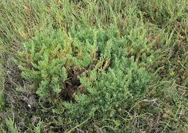 Image result for Suaeda articulata